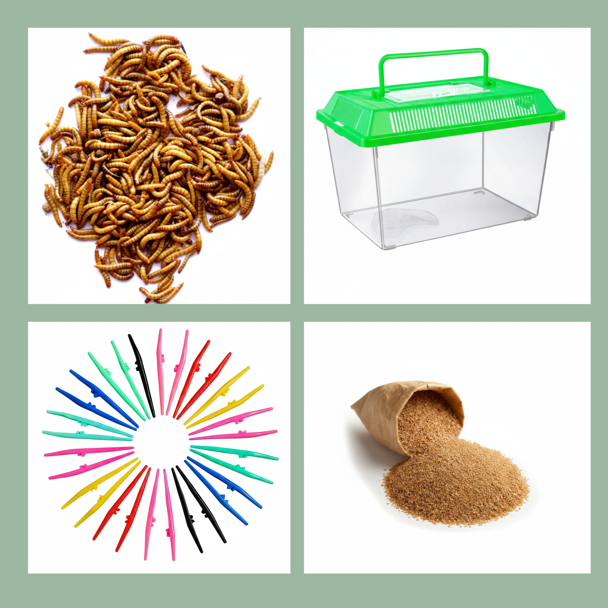 Mealworm Starter Kit Including 250 Giants