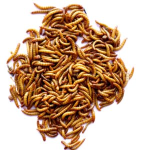 Live Giant Mealworm