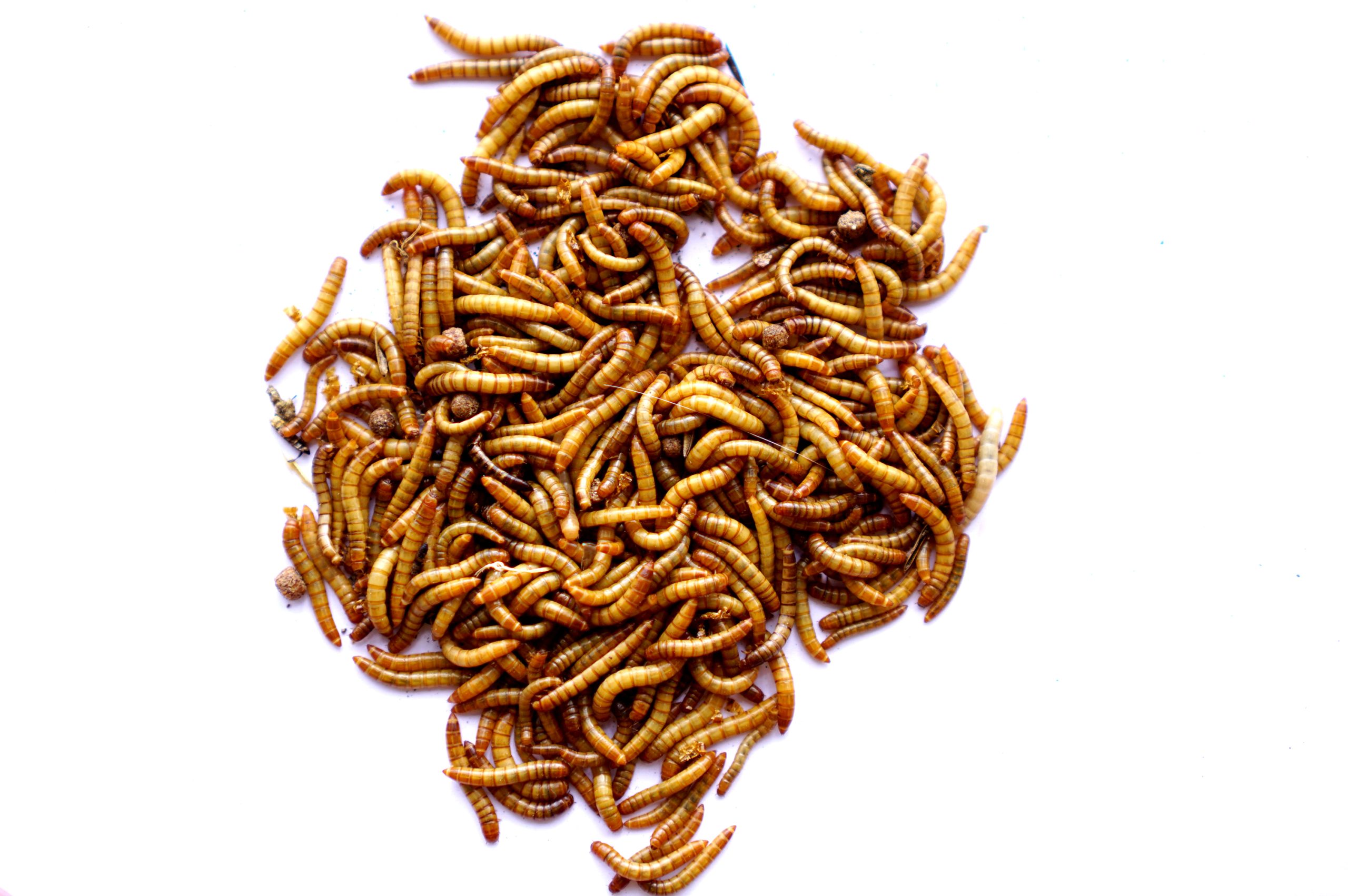 Live Giant Mealworm