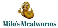 Mealtime Mealworms