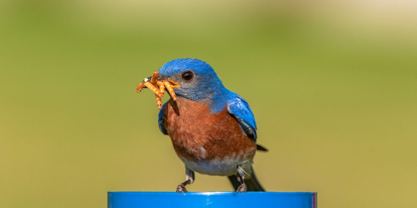Bran Bedding & Mealworm Food San Diego