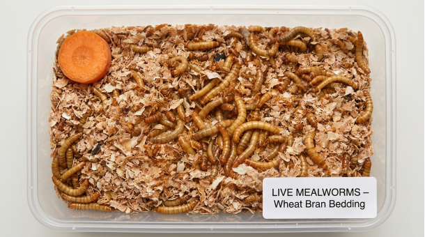 Live mealworms for birds Newport Beach